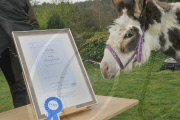 Dotty the donkey given bravery award for saving Stanley the sheep from a dog attack, Scarborough, North Yorkshire, Britain - 05 Apr 2011