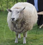 Dotty the donkey given bravery award for saving Stanley the sheep from a dog attack, Scarborough, North Yorkshire, Britain - 05 Apr 2011