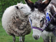 Dotty the donkey given bravery award for saving Stanley the sheep from a dog attack, Scarborough, North Yorkshire, Britain - 05 Apr 2011