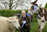 Dotty the donkey given bravery award for saving Stanley the sheep from a dog attack, Scarborough, North Yorkshire, Britain - 05 Apr 2011