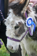 Dotty the donkey given bravery award for saving Stanley the sheep from a dog attack, Scarborough, North Yorkshire, Britain - 05 Apr 2011