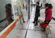 CHINA-SHANGHAI-FEATURE-SEEING EYE DOG (CN)