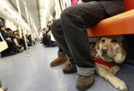 CHINA-SHANGHAI-FEATURE-SEEING EYE DOG (CN)