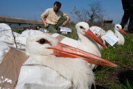 HUNGARY-HORTOBAGY-STORKS-RELEASE