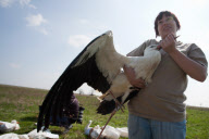 HUNGARY-HORTOBAGY-STORKS-RELEASE