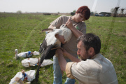 HUNGARY-HORTOBAGY-STORKS-RELEASE