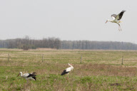 HUNGARY-HORTOBAGY-STORKS-RELEASE