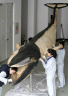 #CHINA-LIAONING-DALIAN-SEI WHALE-SAMPLE (CN)