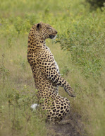 The leopard that thinks it's a meerkat, Linyanti Game Reserve, Botswana, Africa - 26 Feb 2011