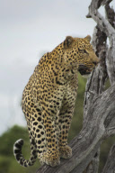 The leopard that thinks it's a meerkat, Linyanti Game Reserve, Botswana, Africa - 26 Feb 2011