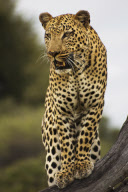 The leopard that thinks it's a meerkat, Linyanti Game Reserve, Botswana, Africa - 26 Feb 2011