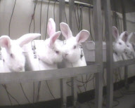 Lab test horror: Terrified rabbits starved for 30 hours then put in stocks and injected with drugs