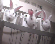Lab test horror: Terrified rabbits starved for 30 hours then put in stocks and injected with drugs