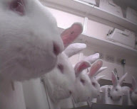 Lab test horror: Terrified rabbits starved for 30 hours then put in stocks and injected with drugs