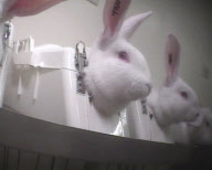 Lab test horror: Terrified rabbits starved for 30 hours then put in stocks and injected with drugs