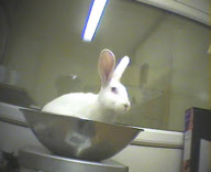 Lab test horror: Terrified rabbits starved for 30 hours then put in stocks and injected with drugs