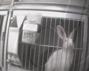 Lab test horror: Terrified rabbits starved for 30 hours then put in stocks and injected with drugs