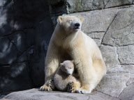 Augo the polar bear, Aalborg Zoo, Denmark - Apr 2011