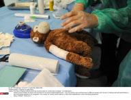 NANCY: Hospital for teddy bears