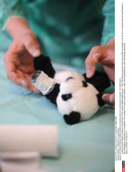 NANCY: Hospital for teddy bears