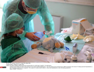 NANCY: Hospital for teddy bears