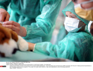 NANCY: Hospital for teddy bears