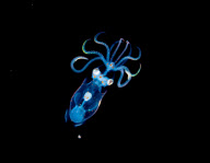 Amazing 'colour x-ray' style images deep sea creatures, Hawaii - 2009