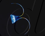 Amazing 'colour x-ray' style images deep sea creatures, Hawaii - 2009