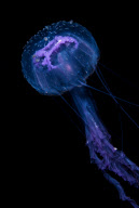 Amazing 'colour x-ray' style images deep sea creatures, Hawaii - 2009