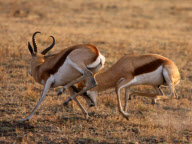 Two male springboks fight over territory during mating season, Madikwe Game Reserve, South Africa - Sep 2010
