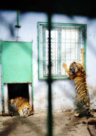 CHINA-HARBIN-SIBERIA TIGER-DNA TEST (CN)