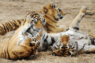 CHINA-HARBIN-SIBERIA TIGER-DNA TEST (CN)