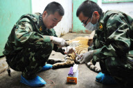 CHINA-HARBIN-SIBERIA TIGER-DNA TEST (CN)