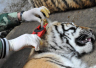 CHINA-HARBIN-SIBERIA TIGER-DNA TEST (CN)