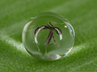 Ant trapped in a drop of water, Noosaville, Queensland, Australia - 26 Jul 2009