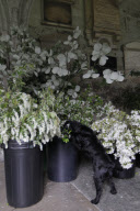 Flowers delivered to Westminster Abbey for the royal wedding, London, Britain - 27 Apr 2011