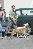 *EXCLUSIVE* Kevin Dillon takes his "doggie" entourage property shopping