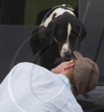 Audi polo tournament at Coworth Park, Berkshire, Britain - 07 May 2011