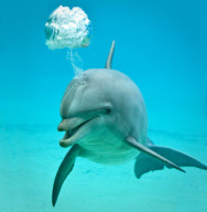 Smiling dolphin, Planete Sauvage, Port Saint Pere, France - Apr 2011