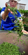 #CHINA-GUANGXI-SANJIANG-TEA CULTURE-FESTIVAL (CN)