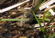 Grass snake spits out foul tasting common toad after attempting to eat it, Northampton, Britain - 10 Apr 2011