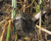 Grass snake spits out foul tasting common toad after attempting to eat it, Northampton, Britain - 10 Apr 2011