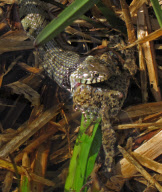 Grass snake spits out foul tasting common toad after attempting to eat it, Northampton, Britain - 10 Apr 2011