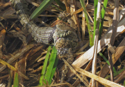 Grass snake spits out foul tasting common toad after attempting to eat it, Northampton, Britain - 10 Apr 2011