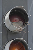 Roxanne the dove builds her nest in a red traffic light at a busy road junction, Basildon, Essex, Britain - 08 May 2011