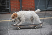 Owner of skateboarding dog fined GBP 80 after two women complain of being tripped, Brighton, East Sussex, Britain - 07 Oct 2010