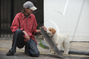 Owner of skateboarding dog fined GBP 80 after two women complain of being tripped, Brighton, East Sussex, Britain - 07 Oct 2010