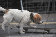 Owner of skateboarding dog fined GBP 80 after two women complain of being tripped, Brighton, East Sussex, Britain - 07 Oct 2010