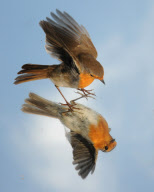 Robin examines itself in a mirror placed on the ground, Fareham, Hampshire, Britain - 03 May 2011