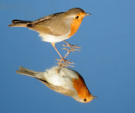 Robin examines itself in a mirror placed on the ground, Fareham, Hampshire, Britain - 03 May 2011